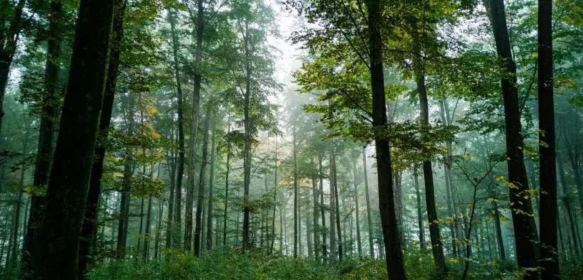 large forest of green trees